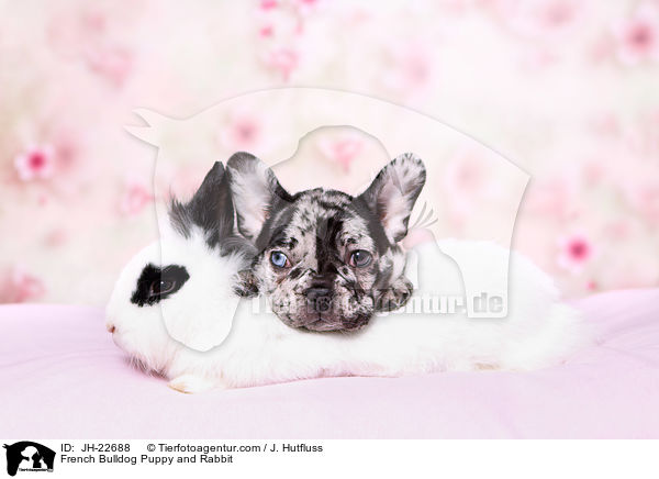 Franzsische Bulldogge Welpe und Kaninchen / French Bulldog Puppy and Rabbit / JH-22688