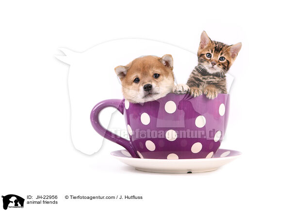 Tierfreundschaft / animal friends / JH-22956