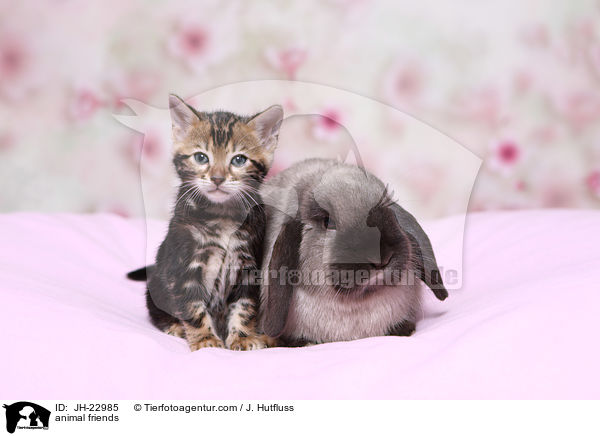 Tierfreundschaft / animal friends / JH-22985