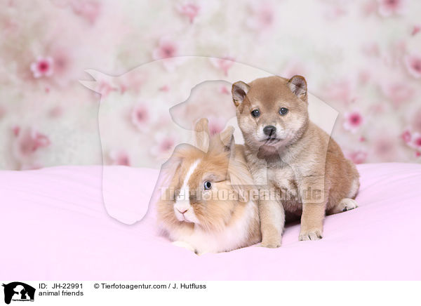 Tierfreundschaft / animal friends / JH-22991