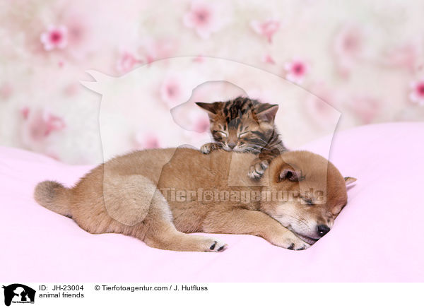animal friends / JH-23004