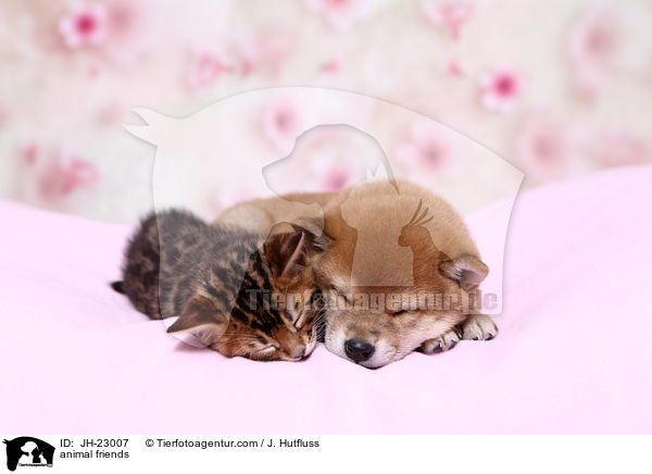 animal friends / JH-23007