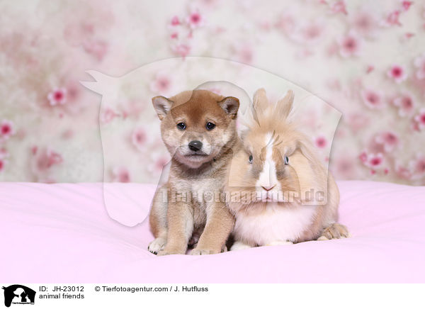 Tierfreundschaft / animal friends / JH-23012