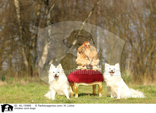 Huhn und Hunde / chicken and dogs / KL-15966