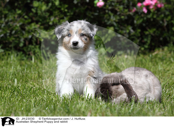 Australian Shepherd Puppy and rabbit / JH-23030