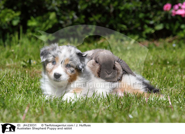 Australian Shepherd Welpe und Kaninchen / Australian Shepherd Puppy and rabbit / JH-23031
