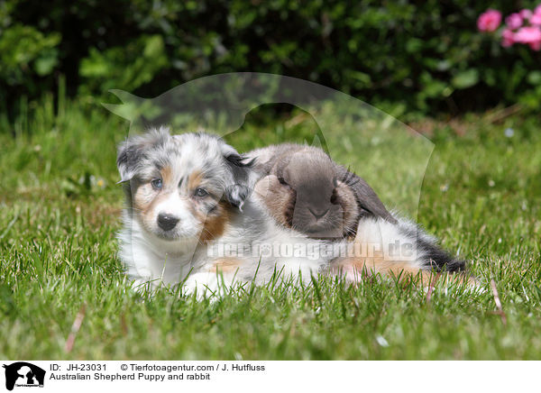 Australian Shepherd Puppy and rabbit / JH-23031