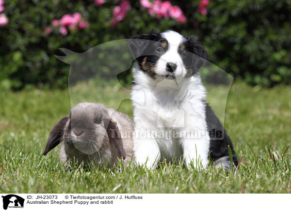 Australian Shepherd Welpe und Kaninchen / Australian Shepherd Puppy and rabbit / JH-23073