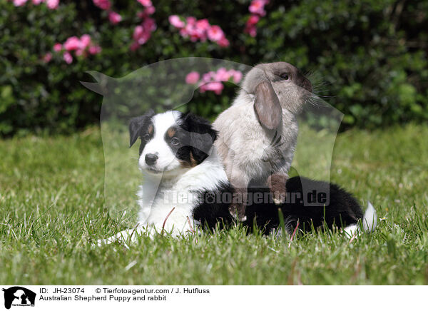 Australian Shepherd Puppy and rabbit / JH-23074