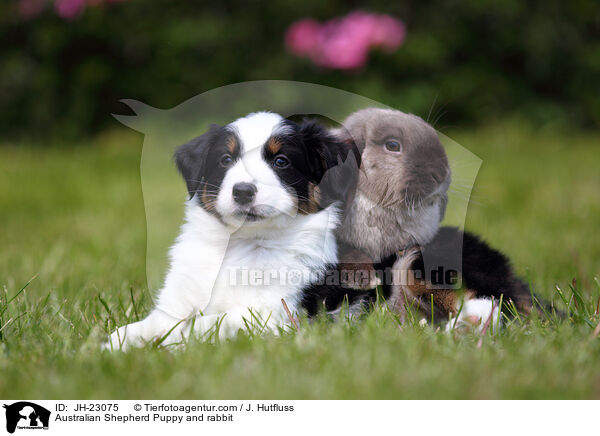 Australian Shepherd Puppy and rabbit / JH-23075