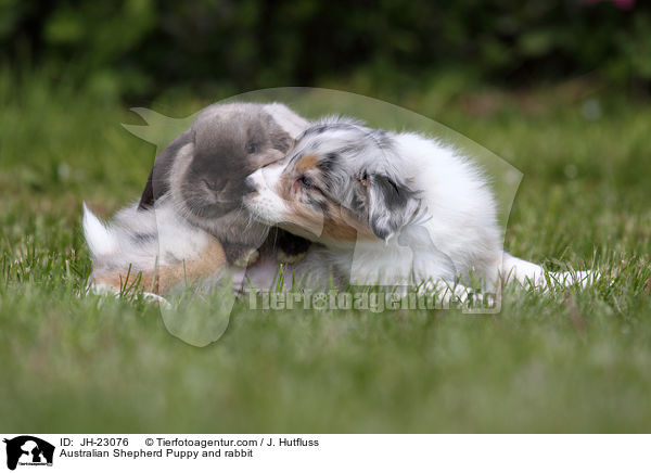 Australian Shepherd Puppy and rabbit / JH-23076