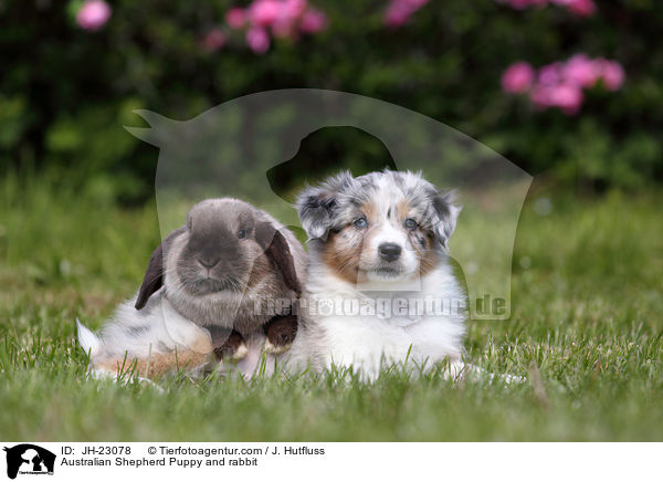 Australian Shepherd Puppy and rabbit / JH-23078