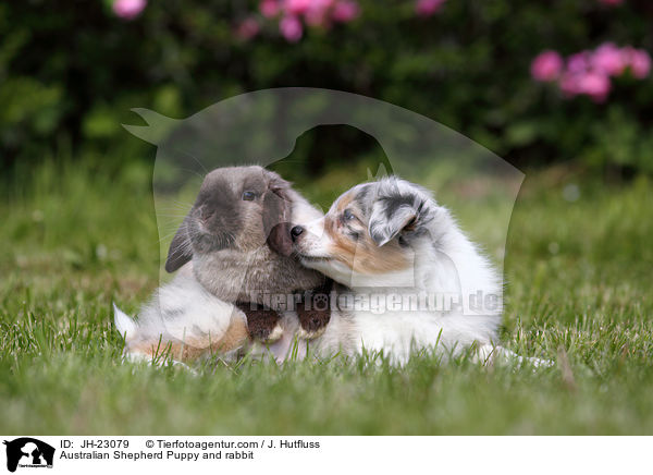 Australian Shepherd Puppy and rabbit / JH-23079