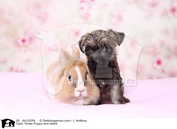 Cairn Terrier Puppy and rabbit / JH-23259