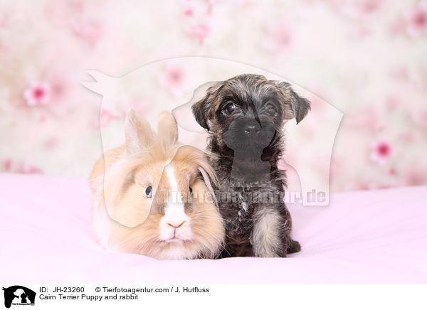Cairn Terrier Puppy and rabbit / JH-23260
