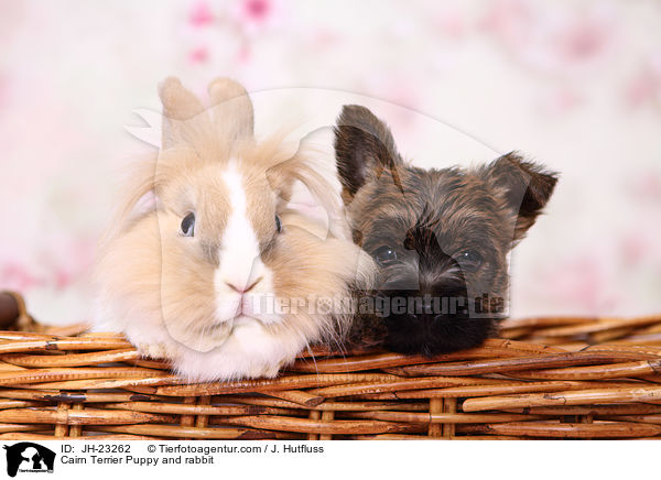 Cairn Terrier Puppy and rabbit / JH-23262