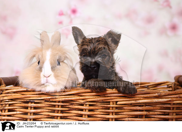 Cairn Terrier Welpe und Kaninchen / Cairn Terrier Puppy and rabbit / JH-23264