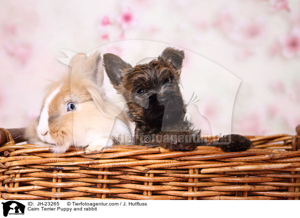 Cairn Terrier Puppy and rabbit / JH-23265