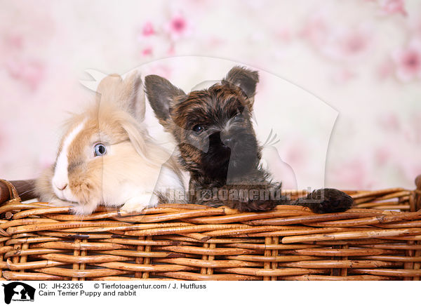 Cairn Terrier Welpe und Kaninchen / Cairn Terrier Puppy and rabbit / JH-23265