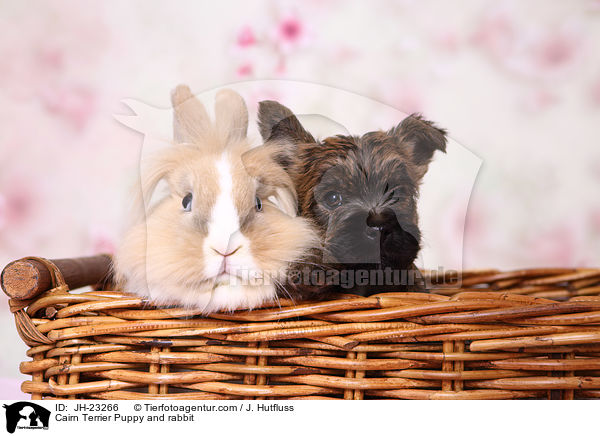 Cairn Terrier Puppy and rabbit / JH-23266