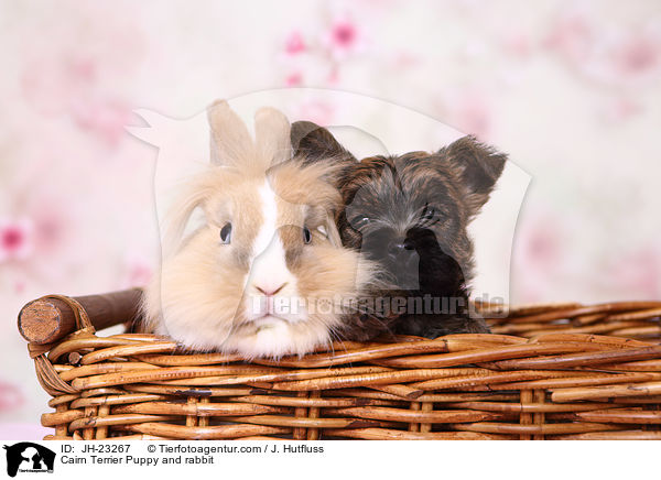 Cairn Terrier Welpe und Kaninchen / Cairn Terrier Puppy and rabbit / JH-23267