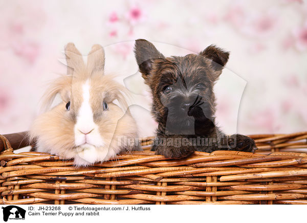 Cairn Terrier Puppy and rabbit / JH-23268