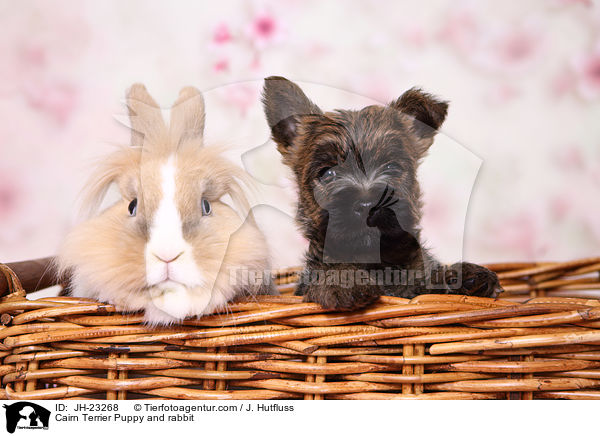 Cairn Terrier Welpe und Kaninchen / Cairn Terrier Puppy and rabbit / JH-23268