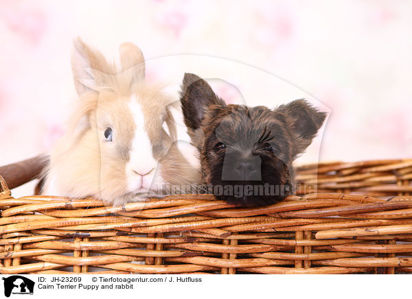 Cairn Terrier Puppy and rabbit / JH-23269