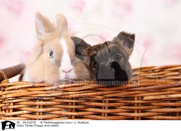 Cairn Terrier Puppy and rabbit / JH-23270