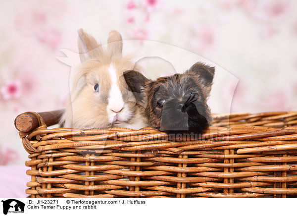 Cairn Terrier Puppy and rabbit / JH-23271