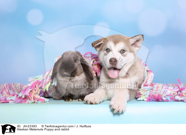 Alaskan Malamute Welpe und Kaninchen / Alaskan Malamute Puppy and rabbit / JH-23393