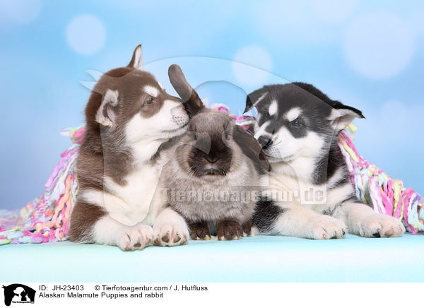 Alaskan Malamute Welpen und Kaninchen / Alaskan Malamute Puppies and rabbit / JH-23403