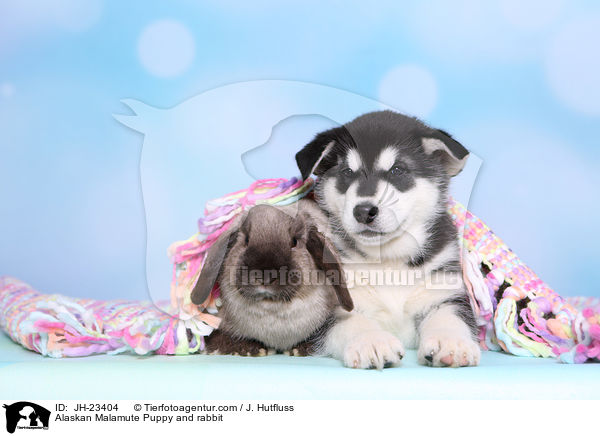 Alaskan Malamute Welpe und Kaninchen / Alaskan Malamute Puppy and rabbit / JH-23404