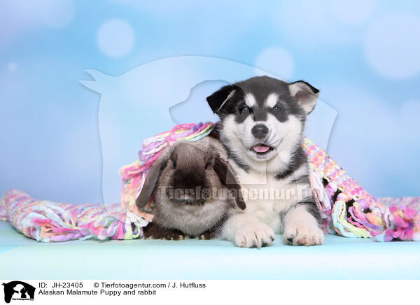 Alaskan Malamute Welpe und Kaninchen / Alaskan Malamute Puppy and rabbit / JH-23405