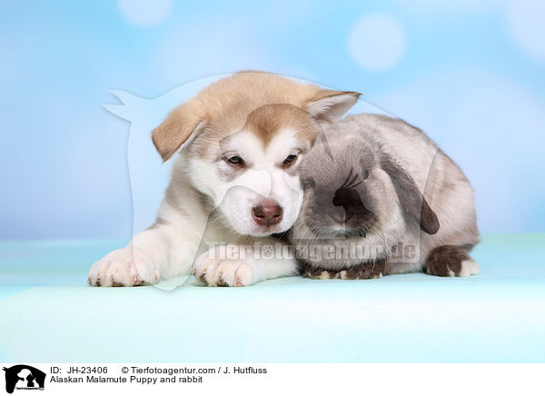 Alaskan Malamute Puppy and rabbit / JH-23406