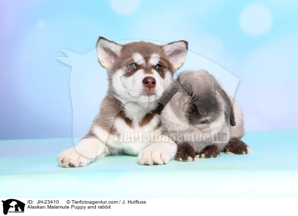Alaskan Malamute Welpe und Kaninchen / Alaskan Malamute Puppy and rabbit / JH-23410