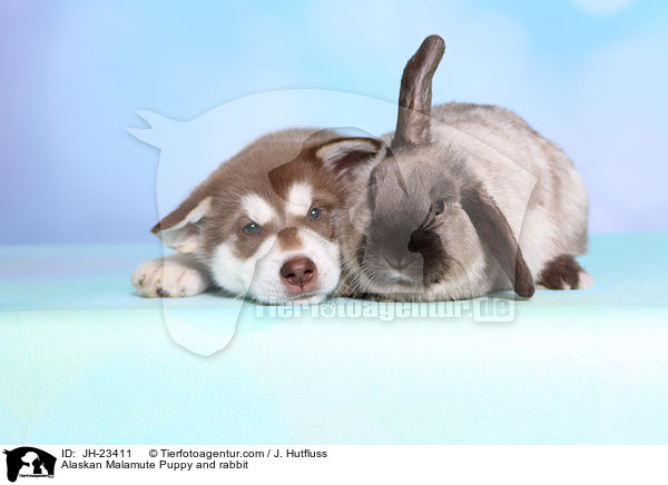 Alaskan Malamute Puppy and rabbit / JH-23411