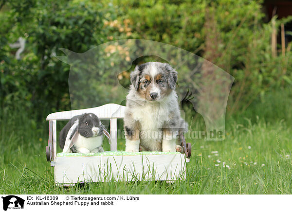 Australian Shepherd Welpe und Kaninchen / Australian Shepherd Puppy and rabbit / KL-16309