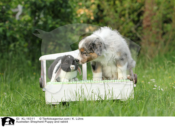 Australian Shepherd Welpe und Kaninchen / Australian Shepherd Puppy and rabbit / KL-16311