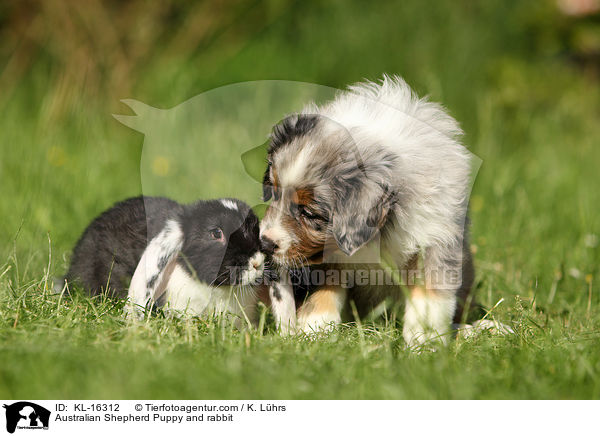 Australian Shepherd Puppy and rabbit / KL-16312