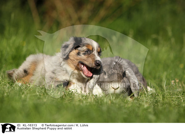 Australian Shepherd Puppy and rabbit / KL-16313