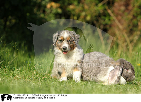 Australian Shepherd Welpe und Kaninchen / Australian Shepherd Puppy and rabbit / KL-16314