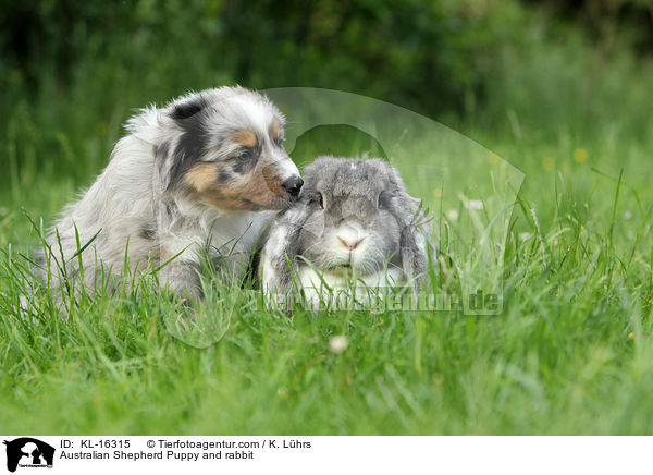 Australian Shepherd Puppy and rabbit / KL-16315