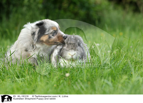 Australian Shepherd Puppy and rabbit / KL-16316