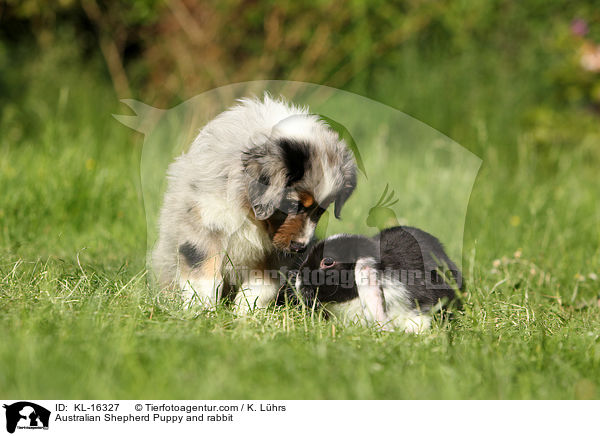 Australian Shepherd Puppy and rabbit / KL-16327