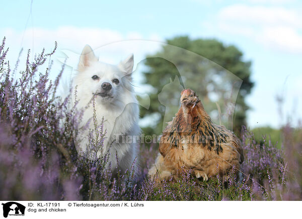 dog and chicken / KL-17191