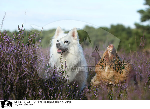 dog and chicken / KL-17192