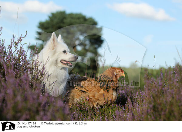 Hund und Huhn / dog and chicken / KL-17194