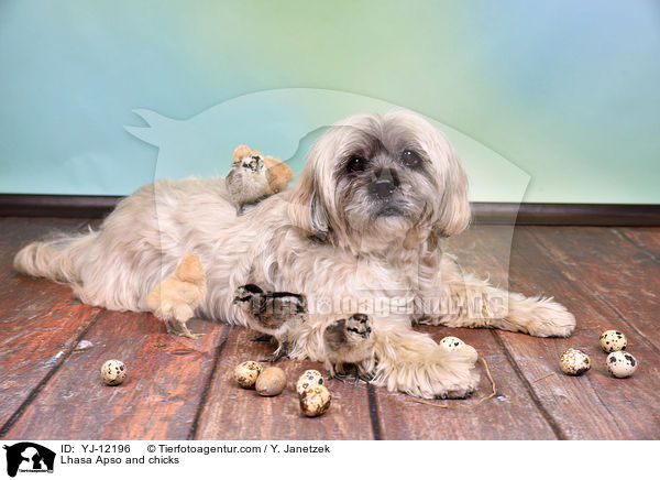 Lhasa Apso and chicks / YJ-12196