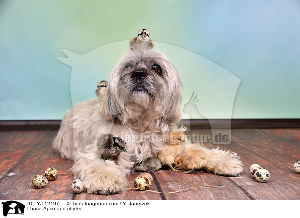 Lhasa Apso and chicks / YJ-12197